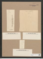 Pleurosigma var. brebissonii emtpy (de-Toni-Nr.: Genus 13, Species 1063) Zeichnungen Sammlung Grunow Nr. 1921 (NHMW-BOT-W0369048)